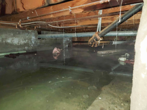 Best Flood damage cleanup  in Etowah, NC